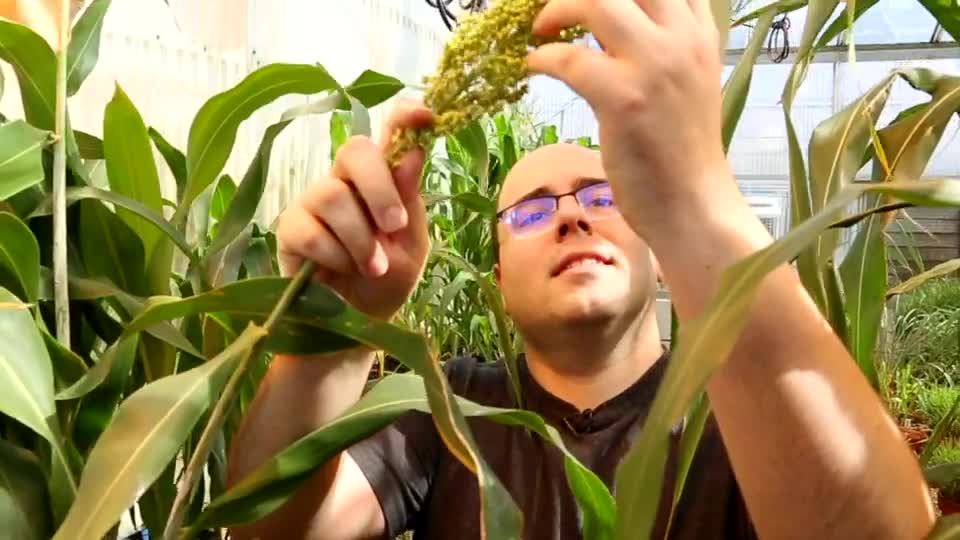 Improving Crops Through Genotyping and Phenotyping