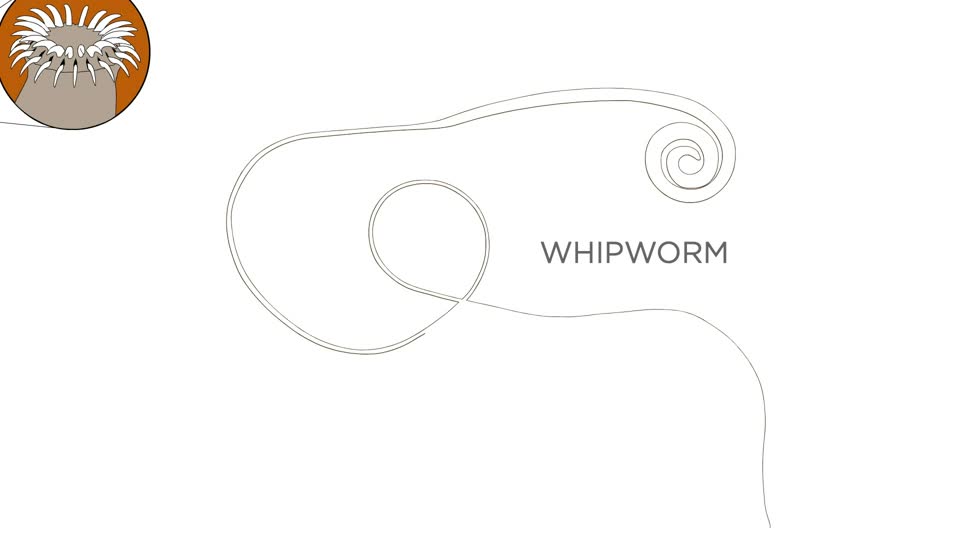 Pocket Science: A Whole Host of Worms