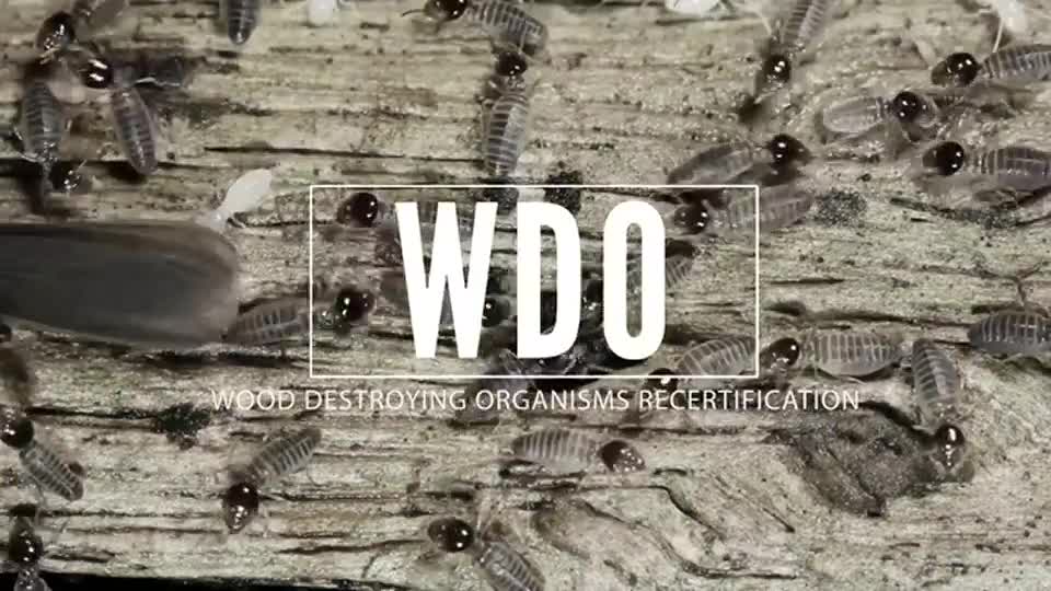 Wood Destroying Insects - recertification