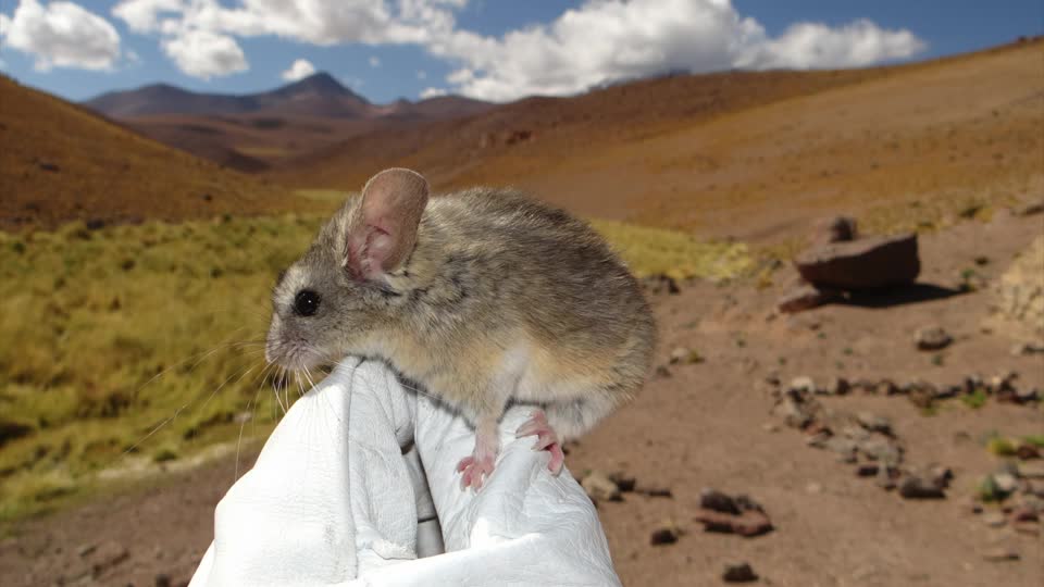 World-Record Mouse Discovery