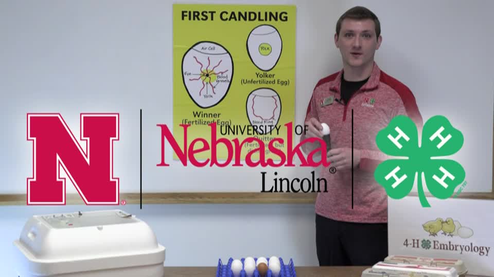 4-H Embryology Day 7 Candling Classroom Presentation 