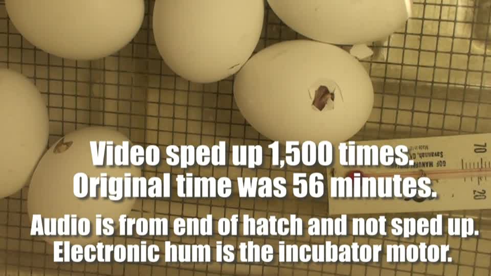 Chick Hatching (seen on 4-H EGG Cam)