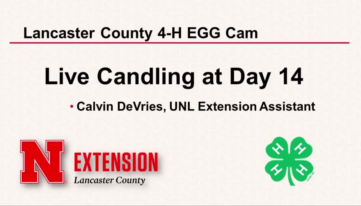 4-H Embryology Day 14 Live Candling