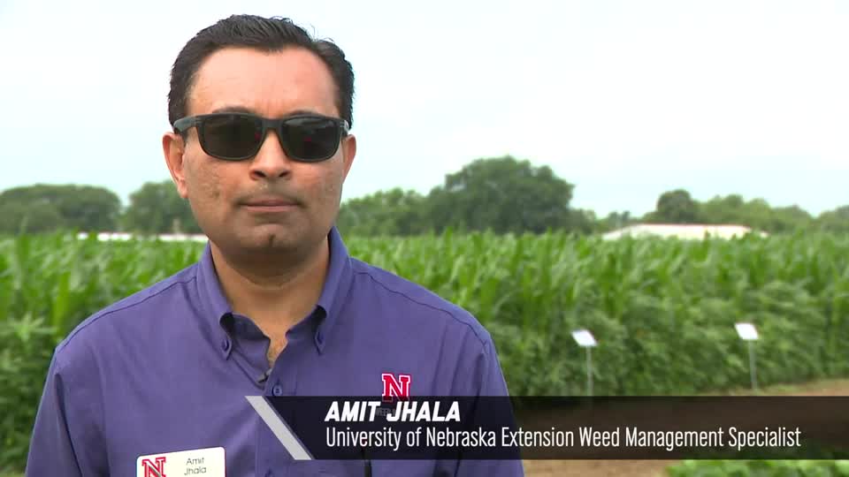 Introduction by Amit Jhala - 2020 Virtual Field Day for Management of Atrazine, Glyphosate, and ALS Inhibitors-resistant Palmer amaranth in Corn