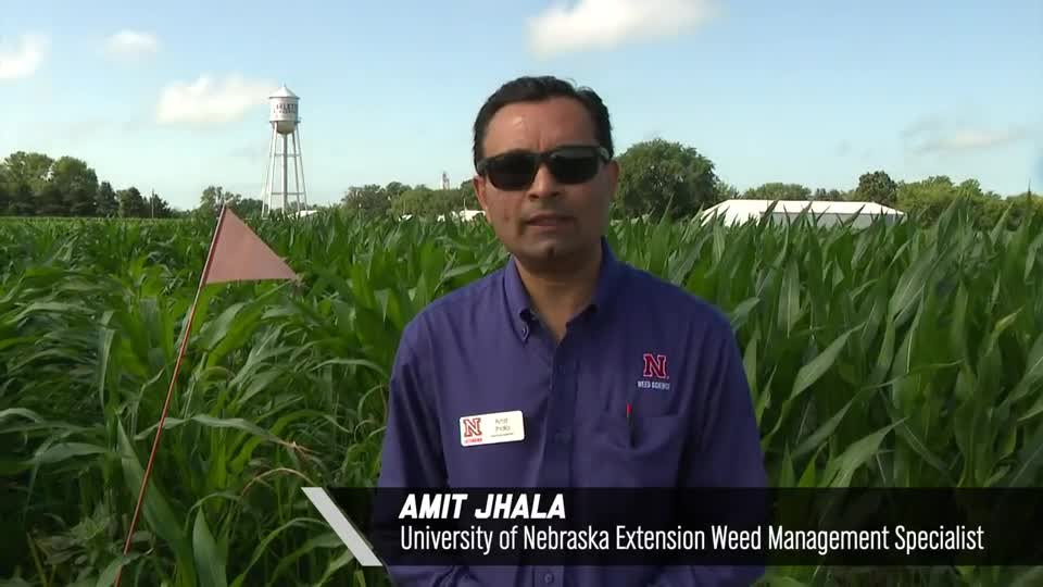 Amit Jhala – Early Post or Late Post Herbicides, 2020 Virtual Field Day for Management of Atrazine, Glyphosate, and ALS Inhibitors-resistant Palmer amaranth in Corn