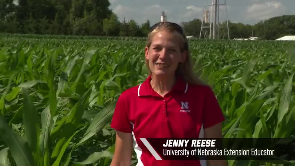 Jenny Reese – Non-GMO White Corn, 2020 Virtual Field Day for Management of Atrazine, Glyphosate, and ALS Inhibitors-resistant Palmer amaranth in Corn
