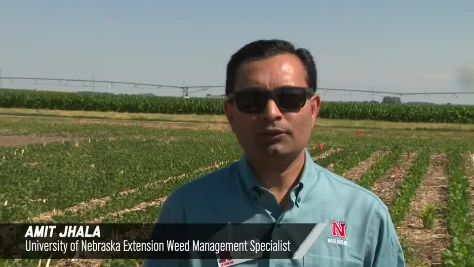 Weed Control And Crop Safety In Xtend Flex Soybean,  2020 Virtual Weed Management Field Day at South Central Ag Lab
