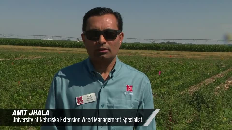 Authority Brands Programs In Enlist Soybean, 2020 Virtual Weed Management Field Day at South Central Ag Lab