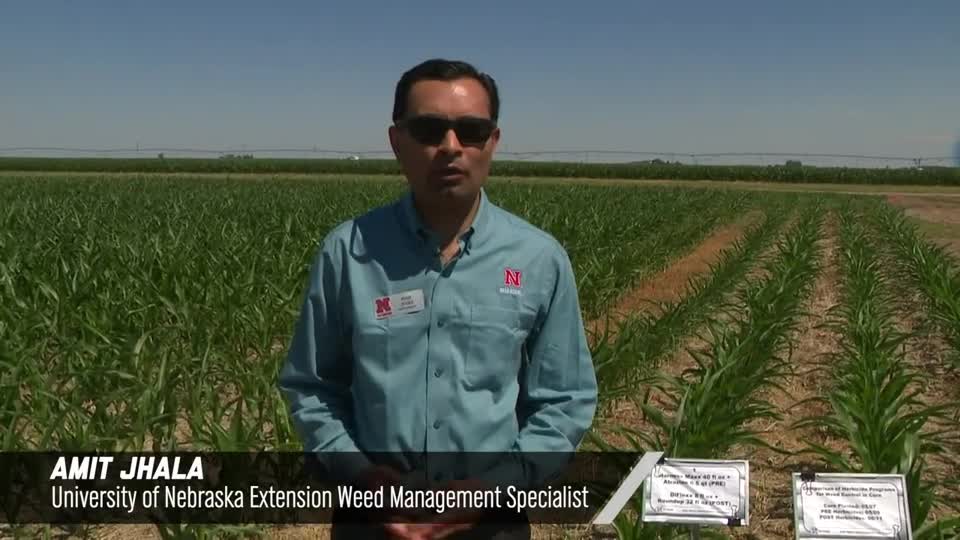 Comparison Of Herbicide Programs For Weed Control In Corn, 2020 Virtual Weed Management Field Day at South Central Ag Lab