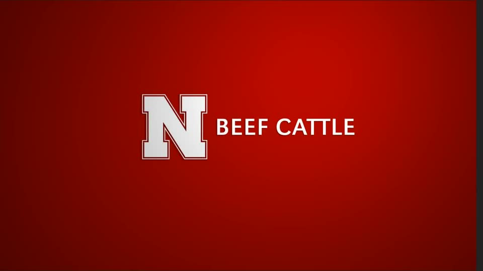 ENREC Beef Cattle
