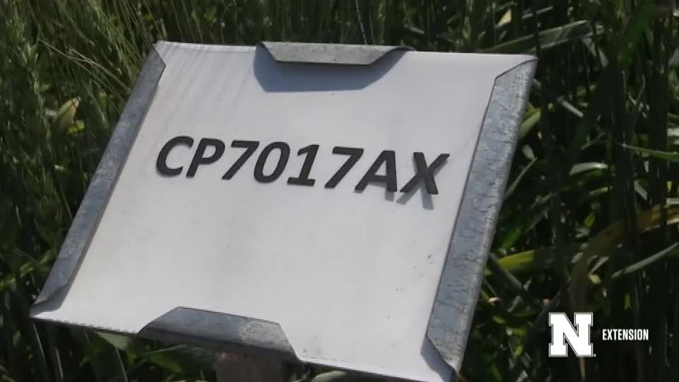6. CP7017AX - 2020 Eastern Nebraska Winter Wheat Variety Trial Virtual Tour