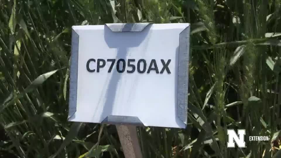 7. CP7050AX - 2020 Eastern Nebraska Winter Wheat Variety Trial Virtual Tour
