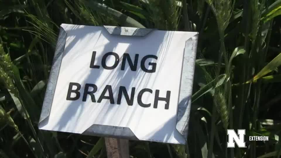 8. Long Branch - 2020 Eastern Nebraska Winter Wheat Variety Trial Virtual Tour