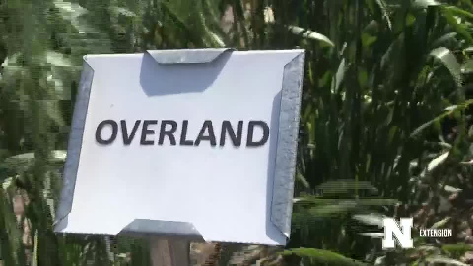 10. Overland - 2020 Eastern Nebraska Winter Wheat Variety Trial Virtual Tour