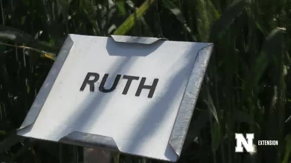 11. Ruth - 2020 Eastern Nebraska Winter Wheat Variety Trial Virtual Tour