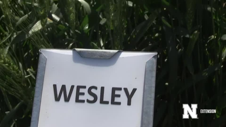 13. Wesley - 2020 Eastern Nebraska Winter Wheat Variety Trial Virtual Tour