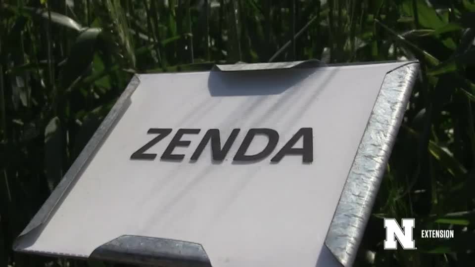 14. Zenda - 2020 Eastern Nebraska Winter Wheat Variety Trial Virtual Tour