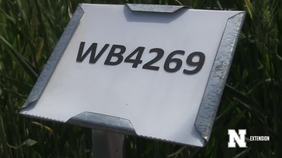 15. WB4269 - 2020 Eastern Nebraska Winter Wheat Variety Trial Virtual Tour