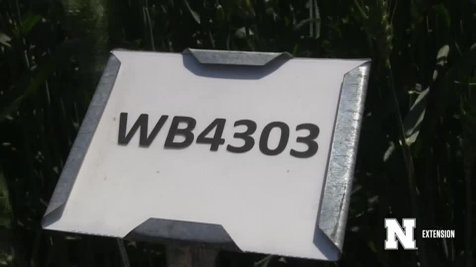 16. WB4303 - 2020 Eastern Nebraska Winter Wheat Variety Trial Virtual Tour