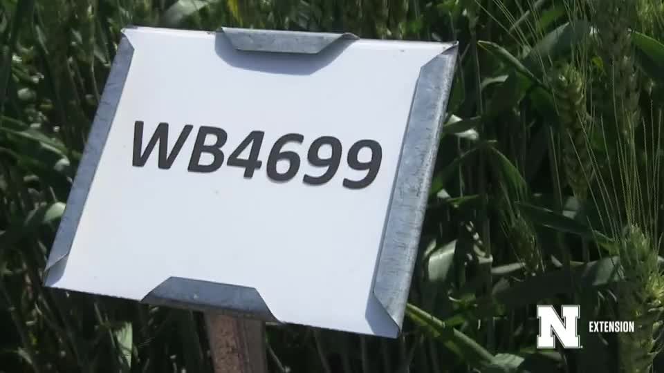 17. WB4699 - 2020 Eastern Nebraska Winter Wheat Variety Trial Virtual Tour
