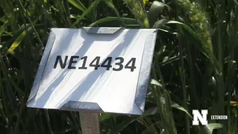 20. NE14434 - 2020 Eastern Nebraska Winter Wheat Variety Trial Virtual Tour