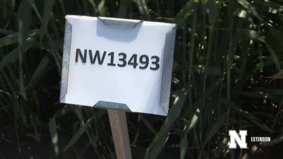 24. NW13493 - 2020 Eastern Nebraska Winter Wheat Variety Trial Virtual Tour