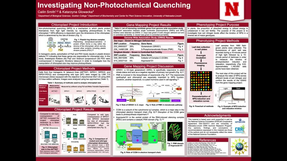 Investigating Non-Photochemical Quenching