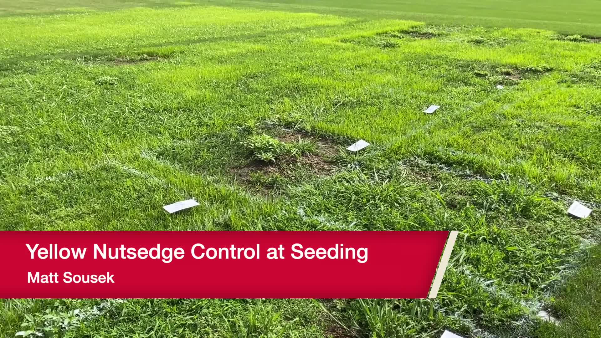 Yellow Nutsedge Control at Seeding