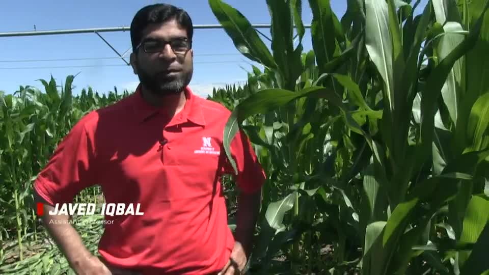 Corn Nitrogen Rate and Timing Field Trials with Javed Iqbal