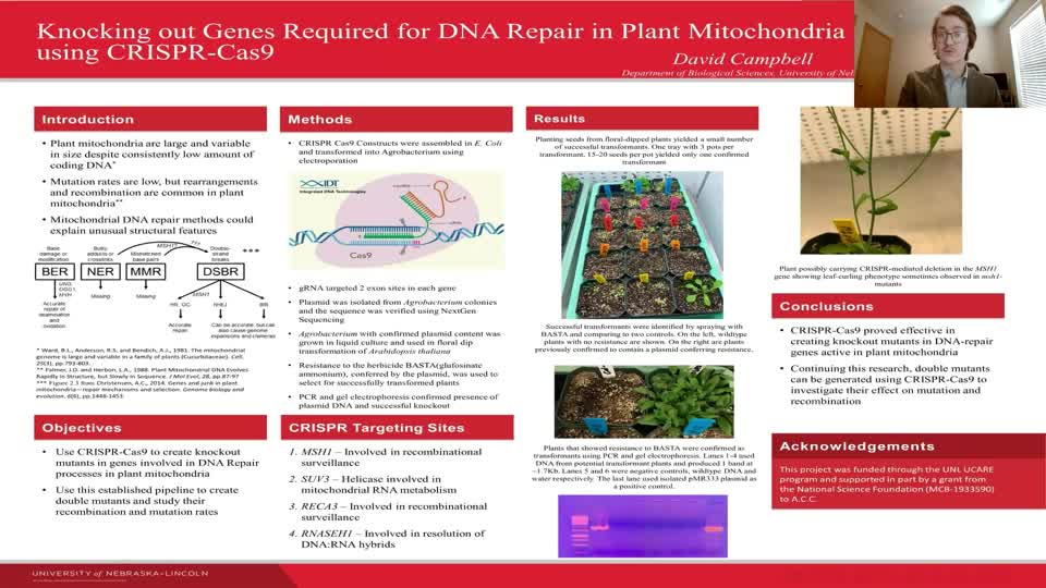 Knocking out Genes Required for DNA Repair in Plant Mitochondria using CRISPR-Cas9