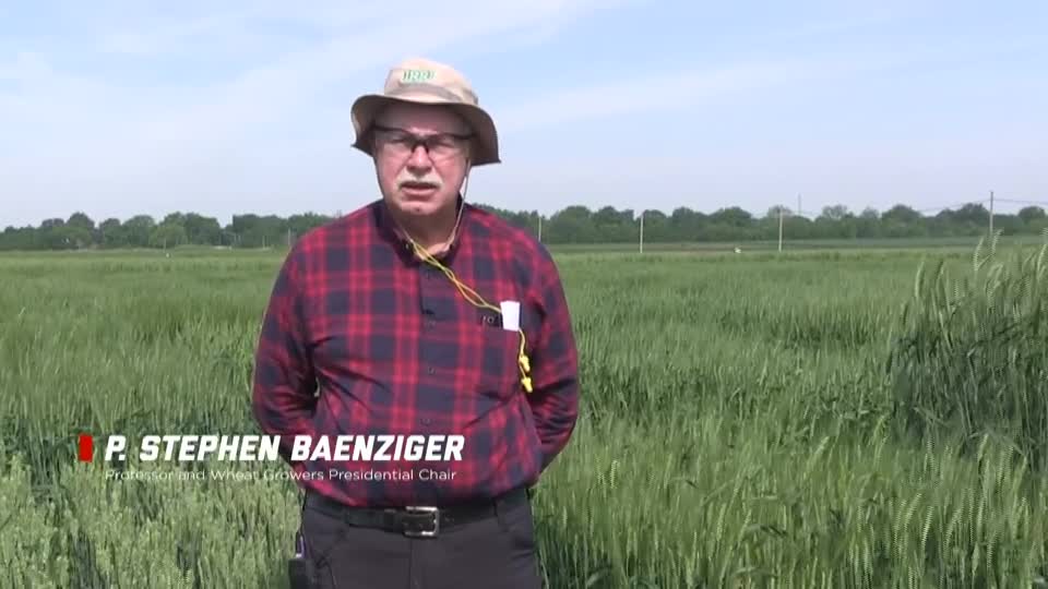 Husker Wheat Breeding Program