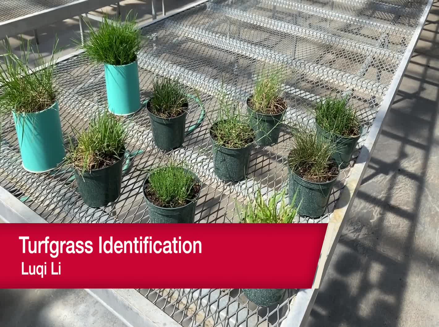 Turfgrass Identification