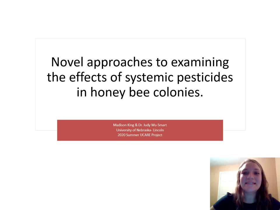 Novel approaches to examining the effects of systemic pesticides in honey bee colonies