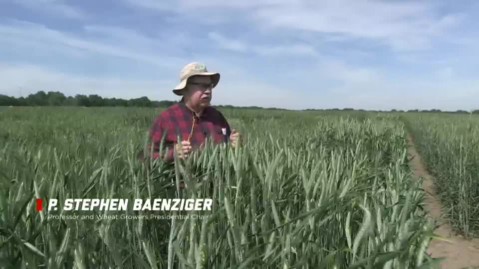 Husker Wheat Breeding Program – Triticale