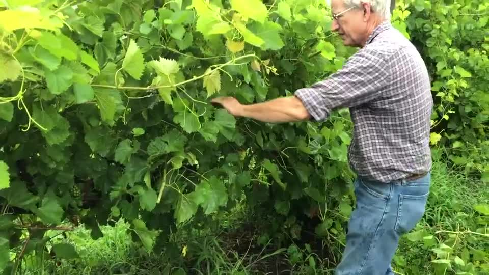 Canopy Management – Whiskey Run Creek Winery