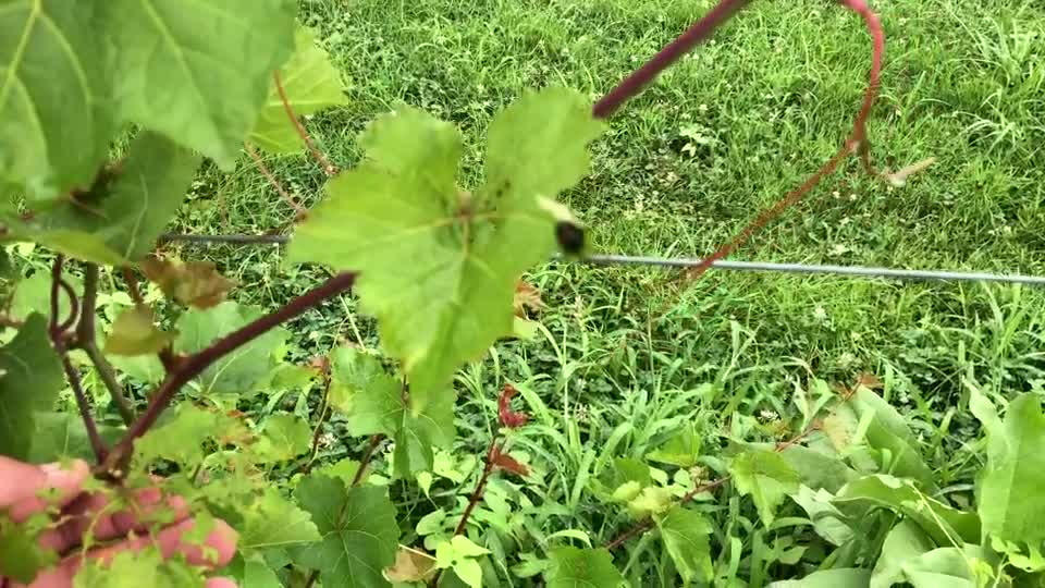 Japanese Beetles in the Vineyard – Whiskey Run Creek Winery