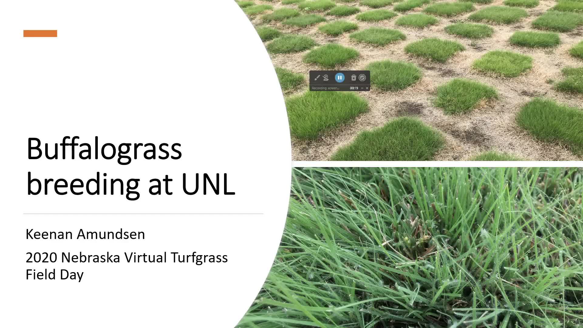 Buffalograss and Turfgrass Breeding Project