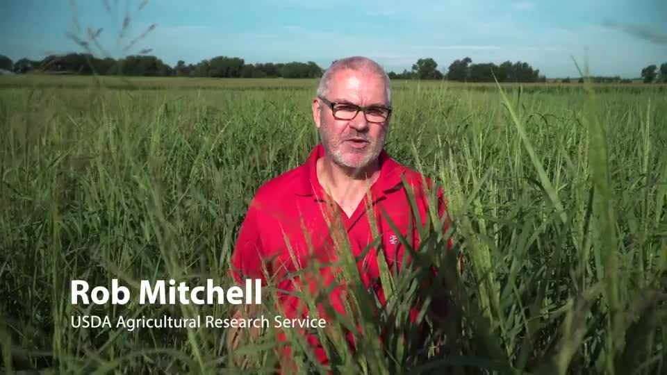 USDA ARS - Breeding Warm-Season Grasses for Biofuel Production