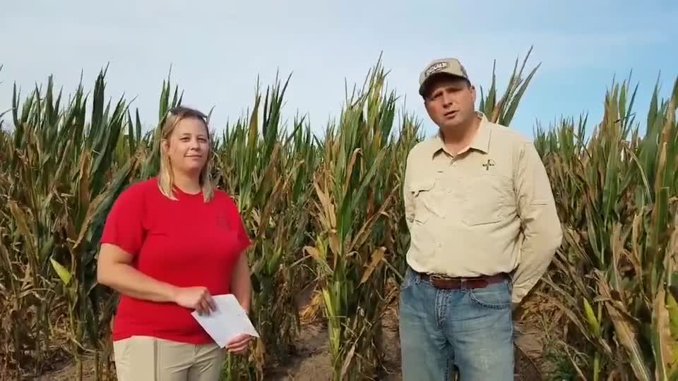 A Look Into Bayer Crop Science - Corn Breeding