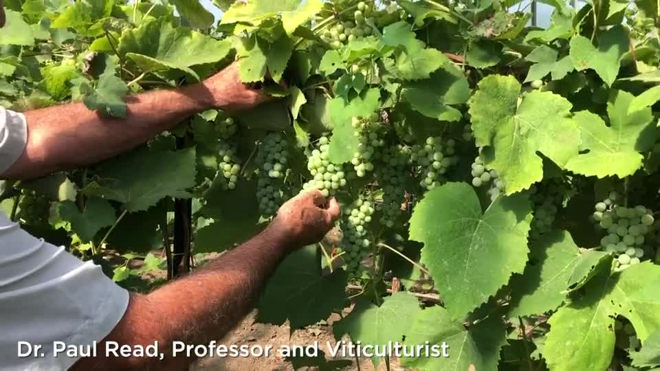 Canadice Grapes – University of Nebraska–Lincoln East Campus High Tunnel