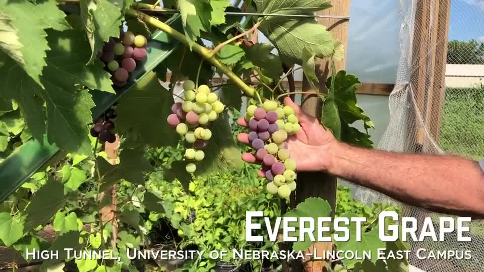 Everest Grapes – University of Nebraska–Lincoln East Campus High Tunnel