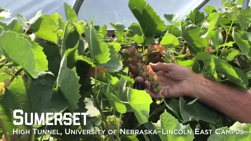 Sumerset Grapes – University of Nebraska–Lincoln East Campus High Tunnel