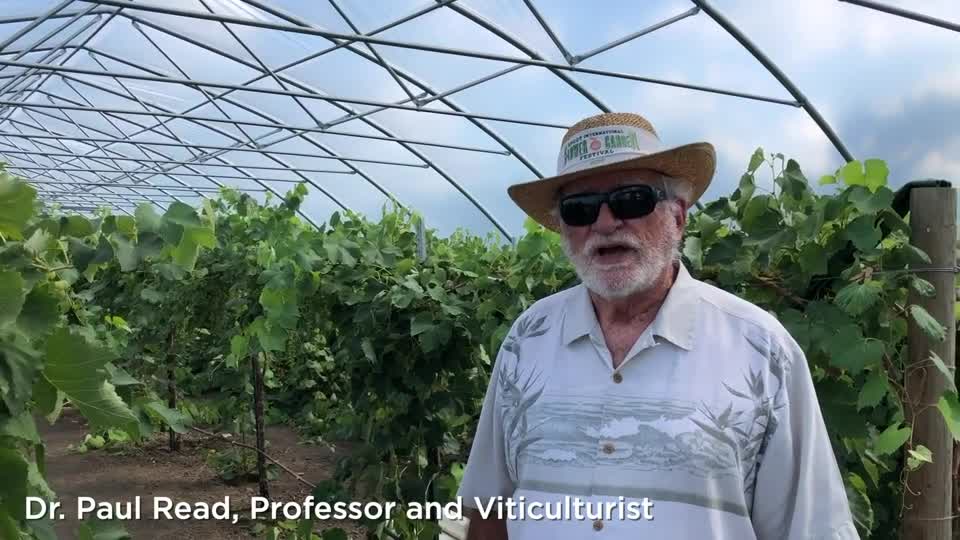 Table Grapes – University of Nebraska–Lincoln East Campus High Tunnel