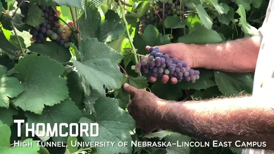 Thomcord Grapes – University of Nebraska–Lincoln East Campus High Tunnel