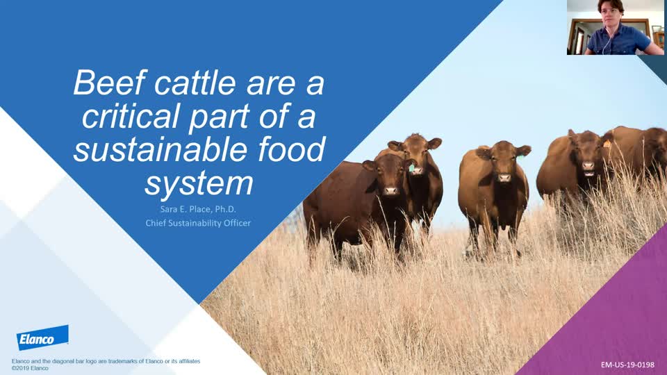 Beef cattle are a critical part of a sustainable food system
