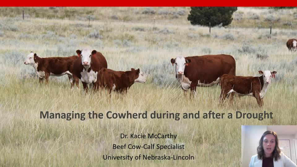 Managing the cowherd during and after a drought