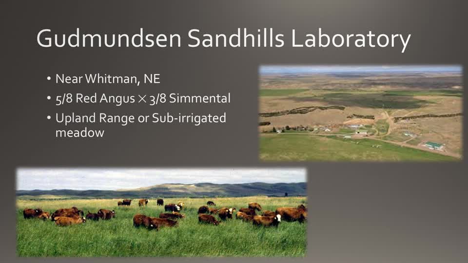 GSL Beef Physiology Research Update