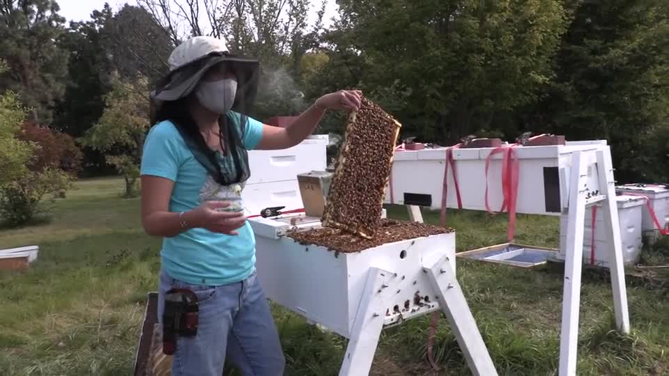 Judy Wu-Smart: Bees & the UNL Bee Lab