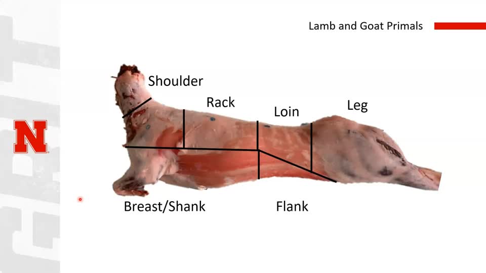 Lamb and Goat Carcass Evaluation | MediaHub | University of Nebraska-Lincoln