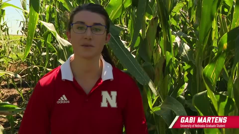 7 - Bacterial Leaf Streak in the Field: Identifying, Researching, and Managing the Disease